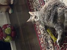 PURR-FECT CAT SITTING IN MY HOME - Photo 2