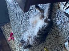 PURR-FECT CAT SITTING IN MY HOME - Photo 3
