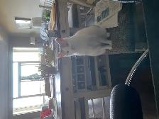 PURR-FECT CAT SITTING IN MY HOME - Photo 5