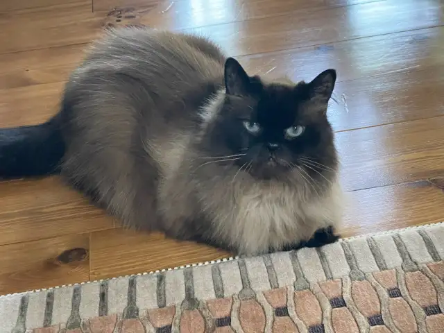 PURR-FECT CAT SITTING IN MY HOME - Photo 6
