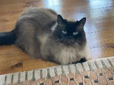 PURR-FECT CAT SITTING IN MY HOME - Photo 6