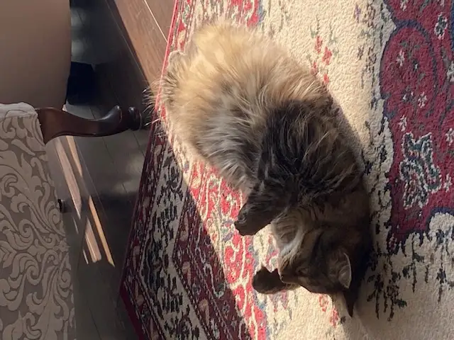 PURR-FECT CAT SITTING IN MY HOME - Photo 7