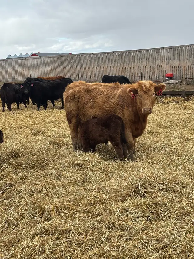 cow/calf pairs
