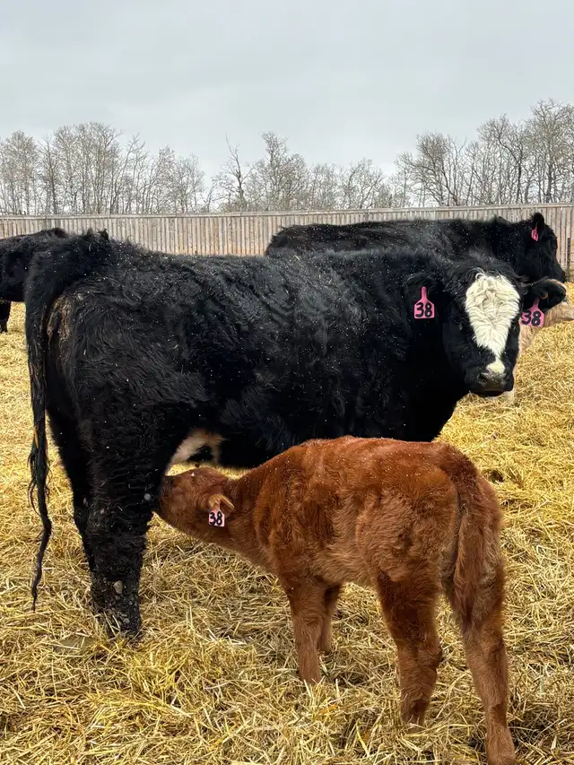 cow/calf pairs - Photo 2