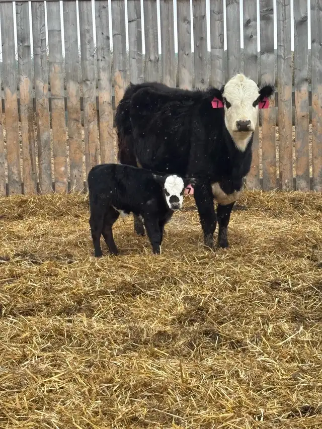 cow/calf pairs - Photo 3