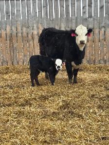 cow/calf pairs - Photo 3