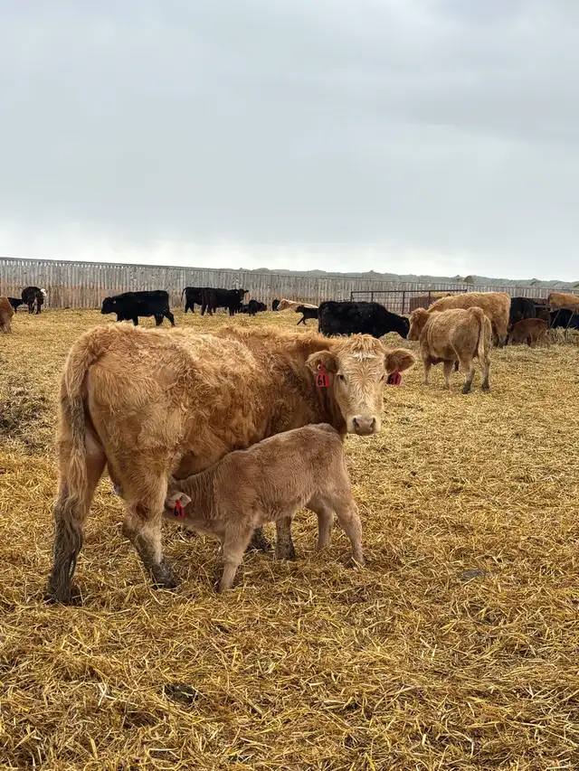 cow/calf pairs - Photo 4