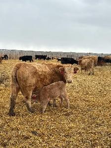 cow/calf pairs - Photo 4