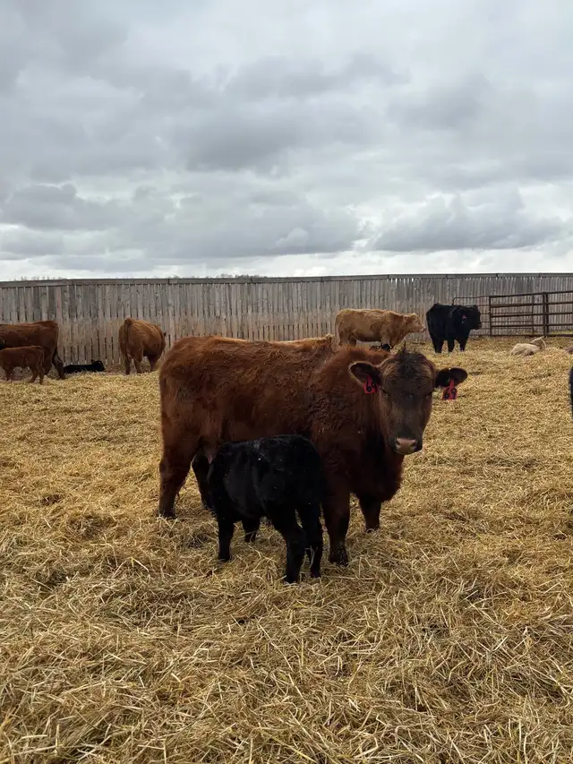 cow/calf pairs - Photo 5