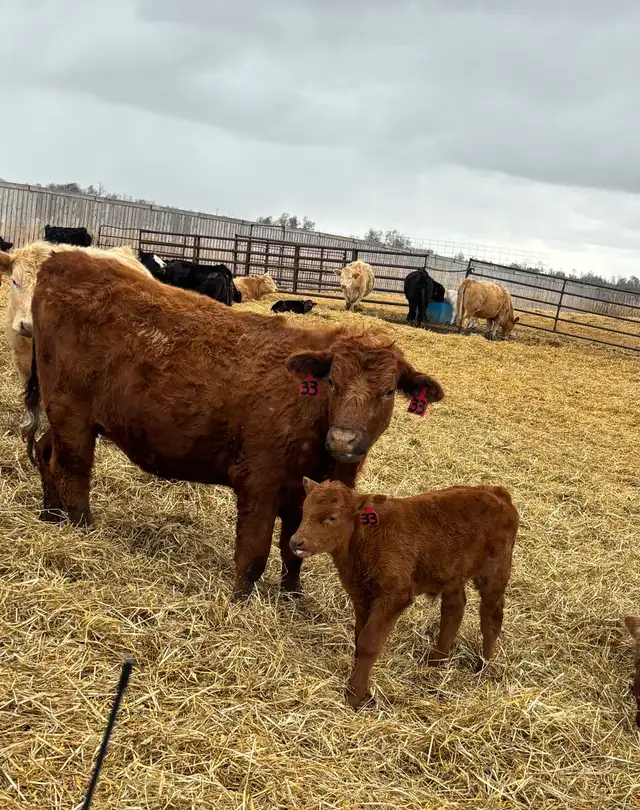 cow/calf pairs - Photo 6
