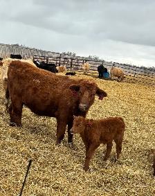 cow/calf pairs - Photo 6
