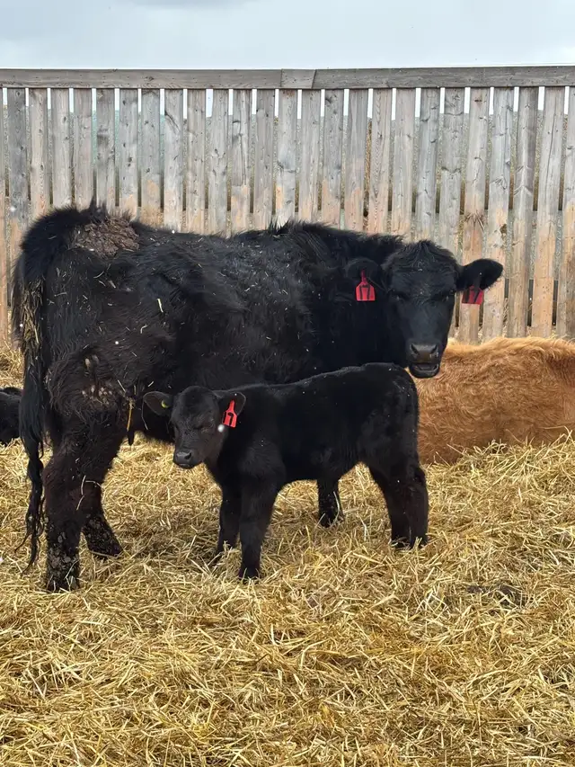 cow/calf pairs - Photo 7