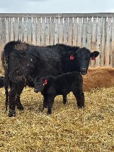 cow/calf pairs - Photo 7