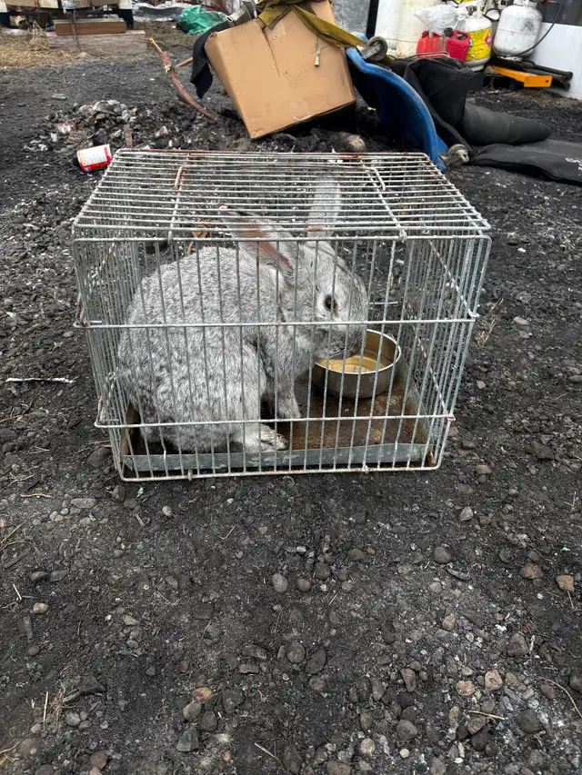 Free rabbit