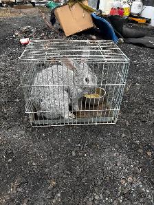 Free rabbit