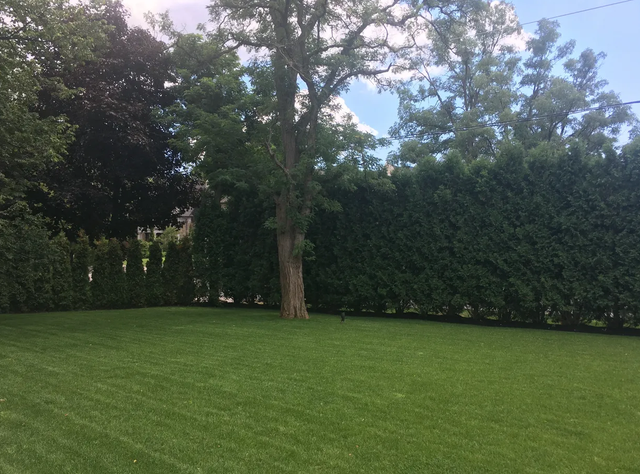 Lawn Care, Mowing and Trimming Services - Photo 9