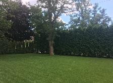 Lawn Care, Mowing and Trimming Services - Photo 9