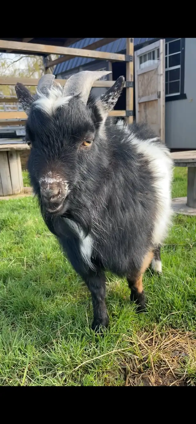 Nigerian Dwarf Buck