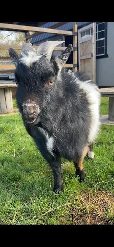 Nigerian Dwarf Buck