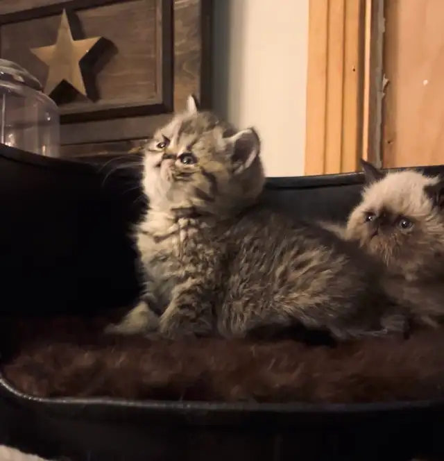 chatons Persan/exotic