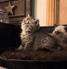 chatons Persan/exotic