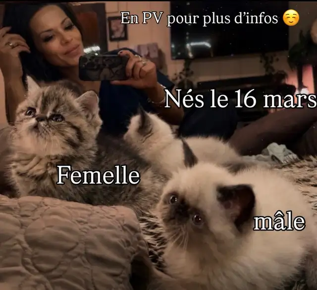 chatons Persan/exotic - Photo 2