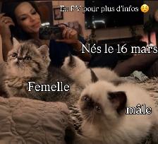 chatons Persan/exotic - Photo 2