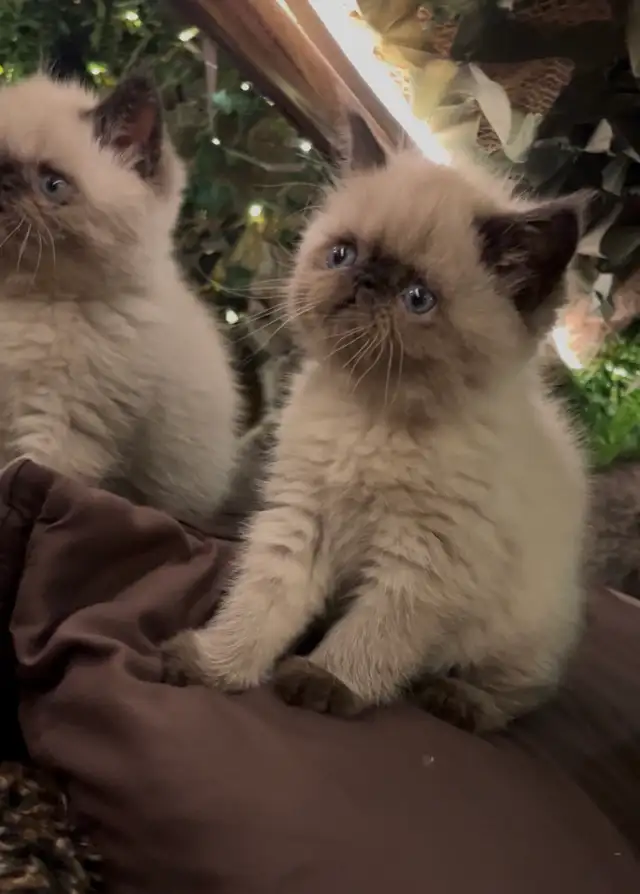 chatons Persan/exotic - Photo 3