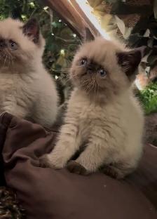 chatons Persan/exotic - Photo 3