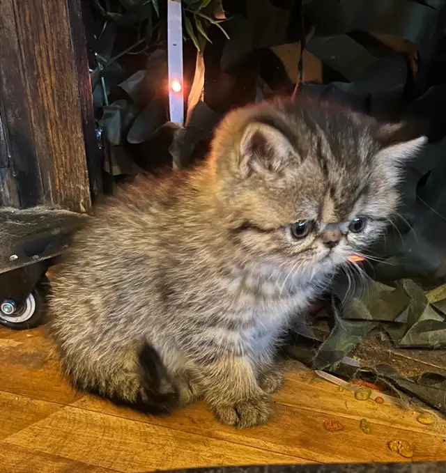 chatons Persan/exotic - Photo 6