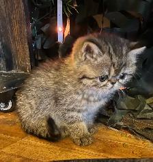 chatons Persan/exotic - Photo 6