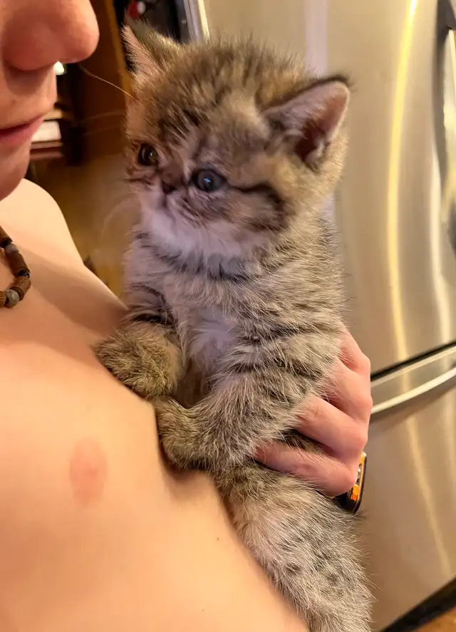 chatons Persan/exotic - Photo 7