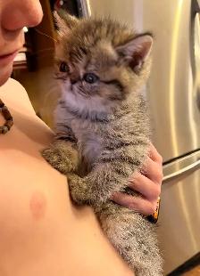 chatons Persan/exotic - Photo 7