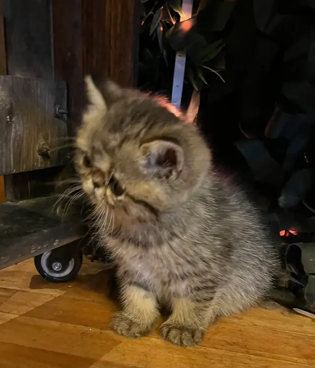 chatons Persan/exotic - Photo 8
