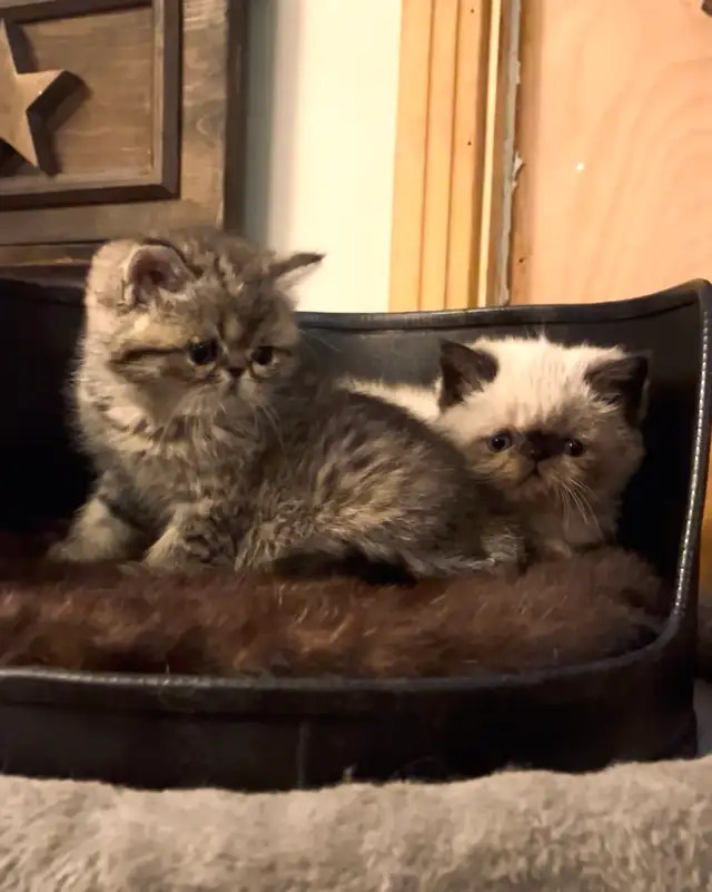 chatons Persan/exotic - Photo 9