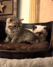 chatons Persan/exotic - Photo 9