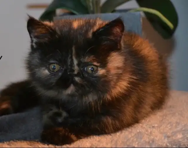 chatons Persan/exotic - Photo 10