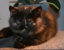 chatons Persan/exotic - Photo 10