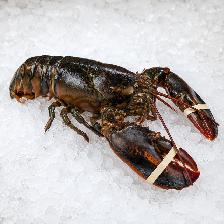 FRESH LIVE NOVA SCOTIA LOBSTER