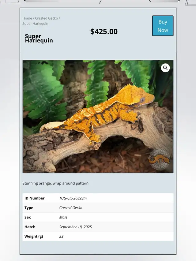 CRESTED GECKOS - Top Quality -Available Now!