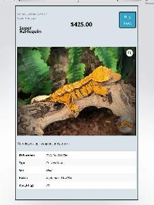 CRESTED GECKOS - Top Quality -Available Now!