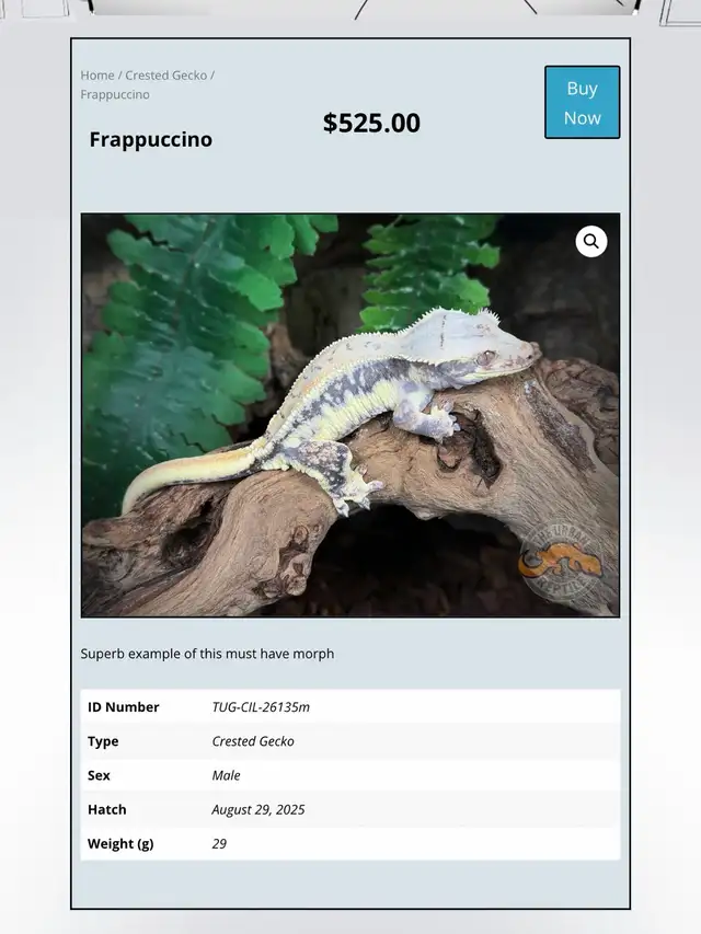 CRESTED GECKOS - Top Quality -Available Now! - Photo 2
