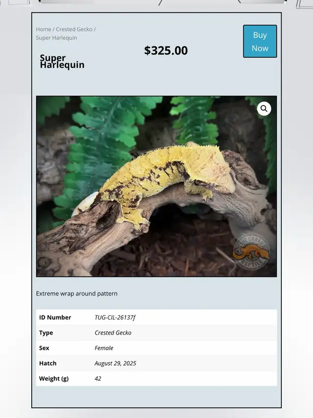 CRESTED GECKOS - Top Quality -Available Now! - Photo 3