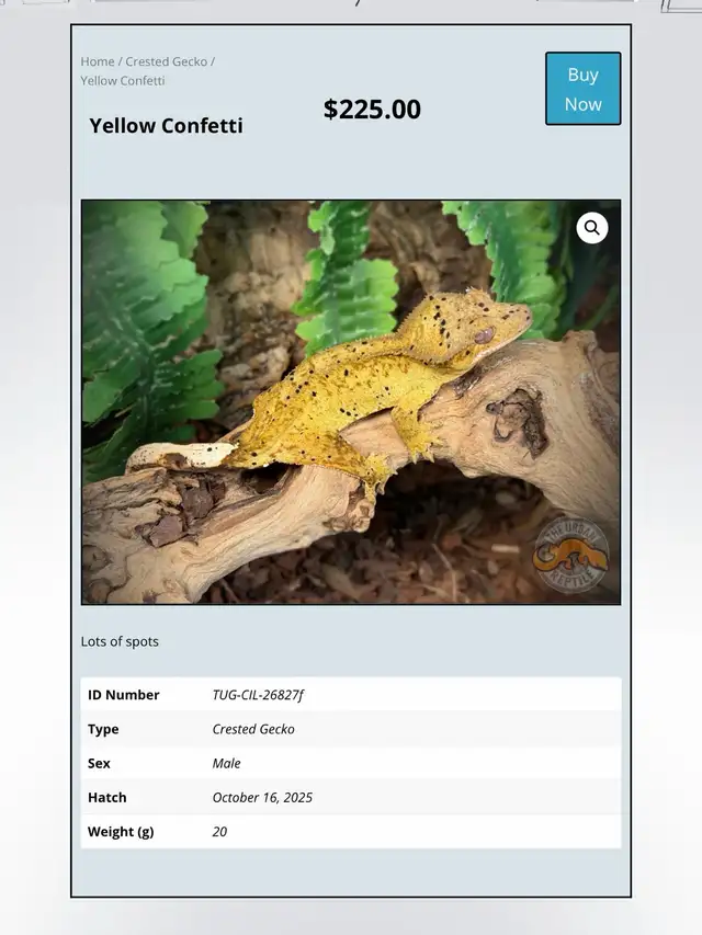 CRESTED GECKOS - Top Quality -Available Now! - Photo 4