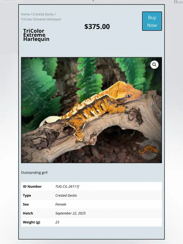 CRESTED GECKOS - Top Quality -Available Now! - Photo 5