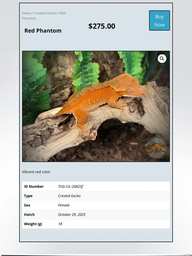 CRESTED GECKOS - Top Quality -Available Now! - Photo 6