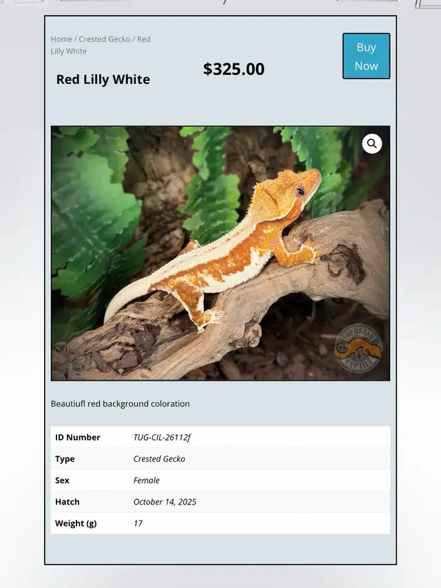 CRESTED GECKOS - Top Quality -Available Now! - Photo 7
