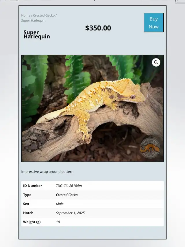 CRESTED GECKOS - Top Quality -Available Now! - Photo 8