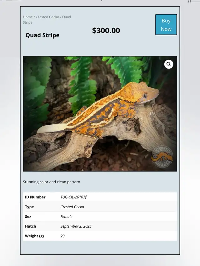 CRESTED GECKOS - Top Quality -Available Now! - Photo 9