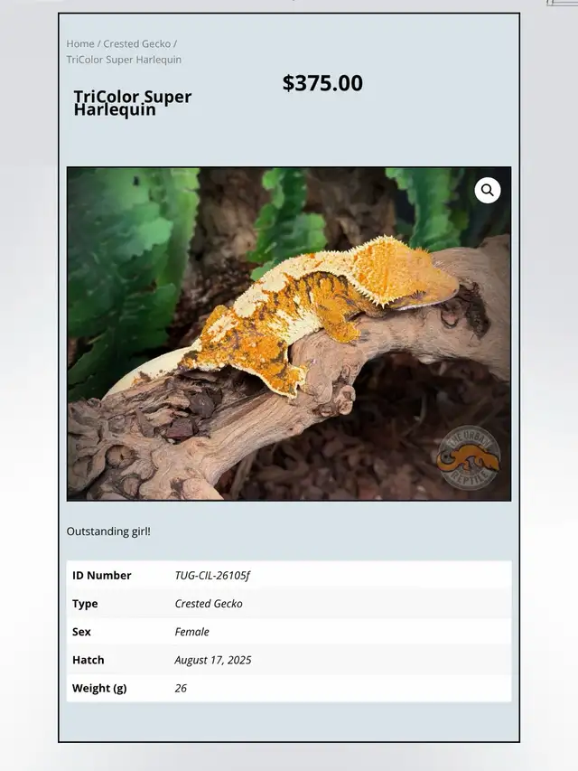 CRESTED GECKOS - Top Quality -Available Now! - Photo 10